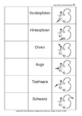 Flip-Flap-Eichhörnchen-Körperbau-SW.pdf